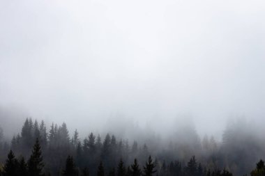 Dağlarda çam ağaçları ve kopya alanı olan sisli bir orman. Sonbahar dağlarında sis. Sisli manzaranın sakin manzarası. Sonbaharda inanılmaz Karpatlar. Huysuz, sisli orman. Dağ ormanı bulutlarla kaplı..