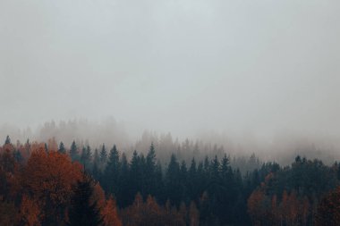 Dağlarda çam ağaçları ve kopya alanı olan sisli bir orman. Sonbahar dağlarında sis. Sisli manzaranın sakin manzarası. Sonbaharda inanılmaz Karpatlar. Huysuz, sisli orman. Dağ ormanı bulutlarla kaplı..