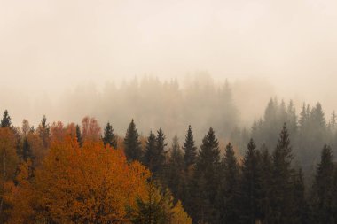 Dağlarda çam ağaçları ve kopya alanı olan sisli bir orman. Sonbahar dağlarında sis. Sisli manzaranın sakin manzarası. Sonbaharda inanılmaz Karpatlar. Huysuz, sisli orman. Dağ ormanı bulutlarla kaplı..