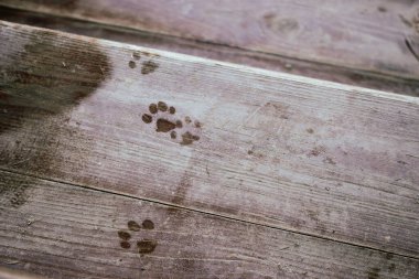 Ahşap arka planda kedi patileri izi. Ahşap verandada hayvan ayak izi. Hayvan takibi. Eski ahşap arka planda kedi izleri. Hayvan yürüyüşü. Kedi adımları işareti. 