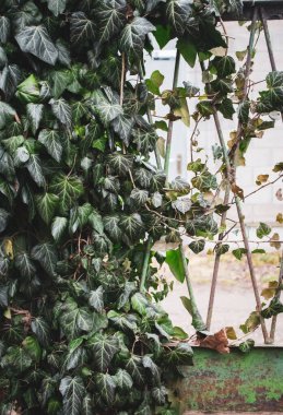 Koyu yeşil sarmaşık arka planı. Paslı çitlerdeki sarmaşık yaprakları. Taze sarmaşık yaprakları. Sarmaşıkla kaplı terk edilmiş bir ev. Terk edilmiş bahçe. Sarmaşık duvarı. Çevre konsepti. Bahçıvanlık detayları.
