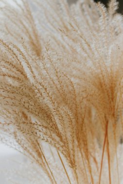 Bej arka planda sıcak buğday. Zarif bir ev tasarımı. Çavdar sıcak ışıkta saplanır. Boho yaşam tarzı. Fotokopi alanı olan çiçek dekoru. Nötr renk tasarımı. Bej monokrom. Sıcak bej minimalizm. Eski oda tasarımı.