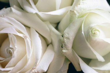 Koyu yeşil arka planda beyaz güller. Sokak bahçesi çiçekleri. Beyaz gül goncası. Aşk ve aşk kavramı. Bahçe gülleri, kapatın. Gül bahçesi çiçek açmış. Tek beyaz çiçek..