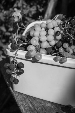 Sepette olgun üzüm yığını, siyah beyaz. Sonbahar hasadı. Güneş ışığında bir demet sulu siyah beyaz üzüm, tek renkli. Sonbahar tarımı. Eylül doğası. Sağlıklı organik üzüm. Üzüm bağı konsepti.