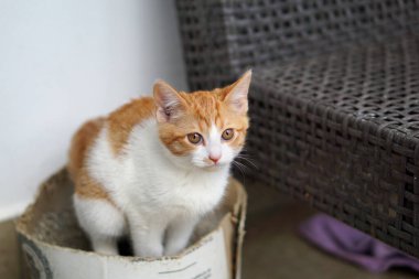 Güzel evcil kedi dik duruyor.