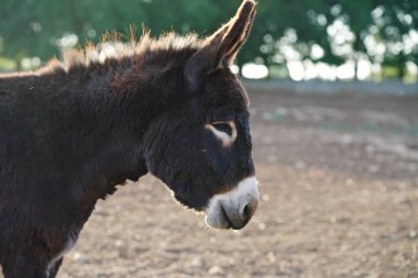 Eşekler otluyor, Puglia, İtalya
