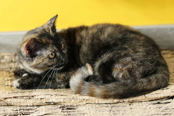 Güzel Evcil Kedi Yan Tarafa Bakıyor — Stok fotoğraf