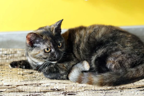Güzel Evcil Kedi Yan Tarafa Bakıyor — Stok fotoğraf