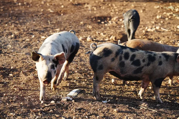 stock image Pigs on the farm, Puglia, Italy