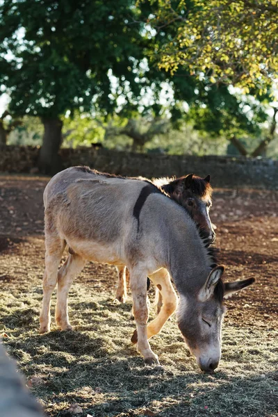 Donkeys Graze Puglia Italie — Photo