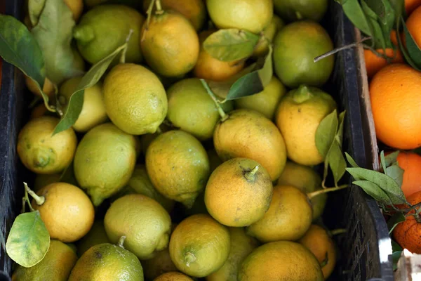 Nyplockade Citroner Från Ovanifrån Italien — Stockfoto