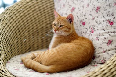 Kırmızı kedi bir sandalyeye uzanıyor, kopyalama alanı, seçici odak