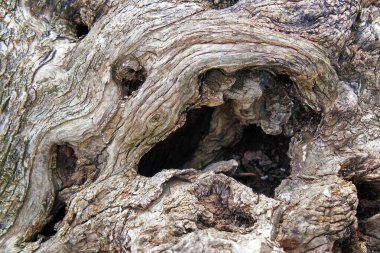 Zeytin ağacı gövdesi, kapat.