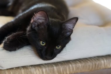 Güzel siyah kedi uzanır ve yere bakar, seçici odaklanma