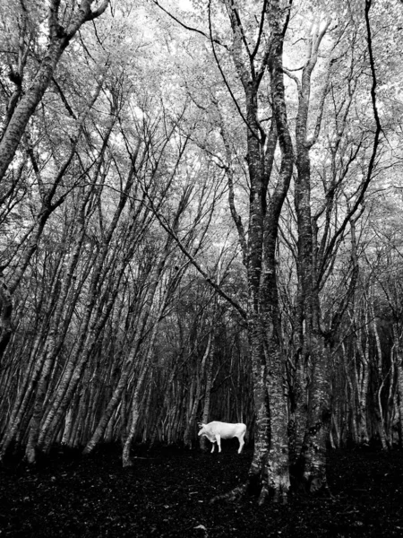 Белая Корова Посреди Пидорского Леса — стоковое фото