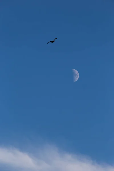 Півмісяць Птах Біля Деяких Хмар — стокове фото