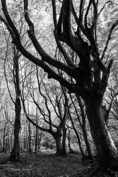 Árboles Altos Embrujados Bosque —  Fotos de Stock