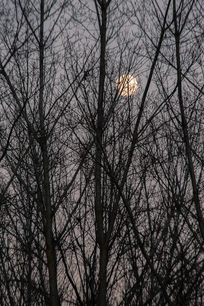 Bare Trees Dusk Full Moon Them — Foto de Stock