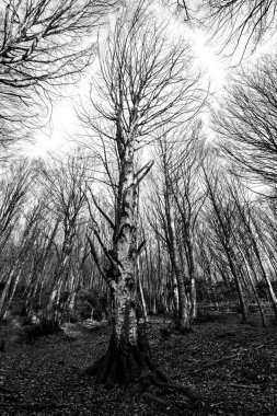 Monte Cucco fagus forest in autumn .