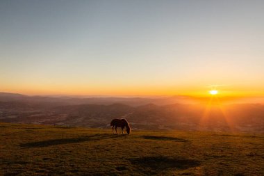 An horse pasturing on top of a mountain at sunset, with long shadow.