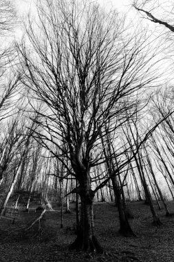 Uzun, perili ağaçlar ormanda şekillenir..