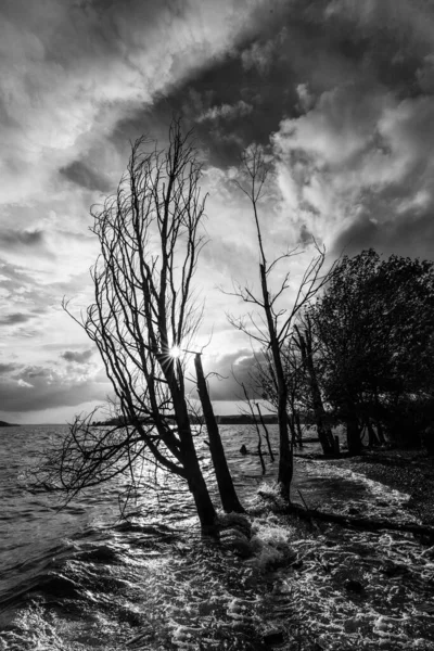 Shore Trasimeno Lake Umbria Italy Sun Bare Trees Rough Water — Stock Photo, Image