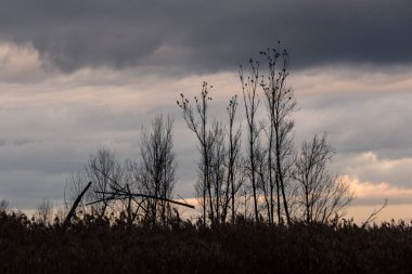 Huysuz bir gökyüzüne karşı çıplak ağaçlar..