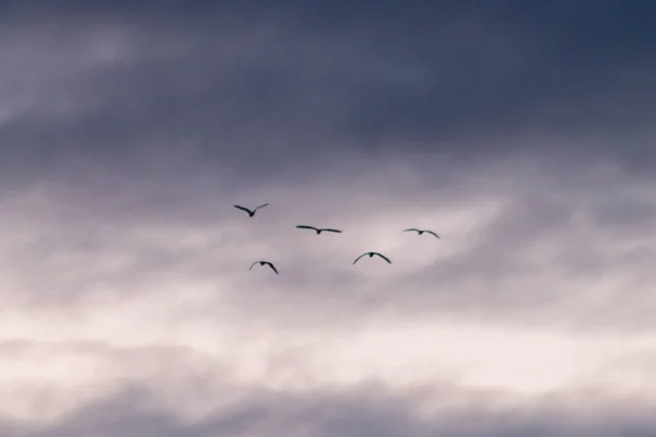 Grupa Ptaków Lecących Tle Chmur — Zdjęcie stockowe