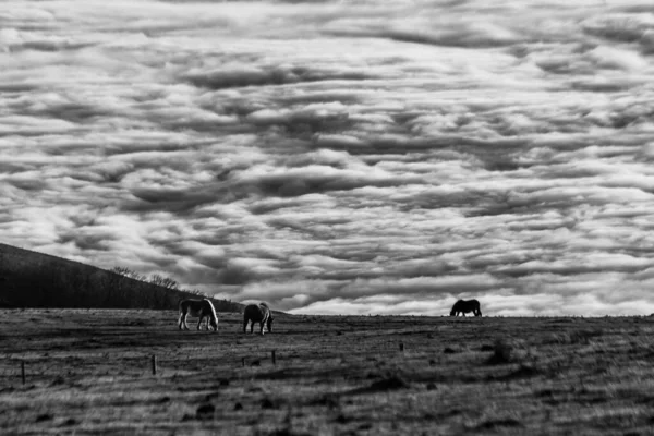 Horses Pasturing Mountain Sea Fog Sunset — Stock Photo, Image