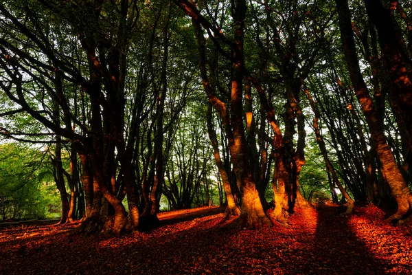 Solnedgång Med Sol Filtrering Genom Träd Vid Canfaito Skog — Stockfoto
