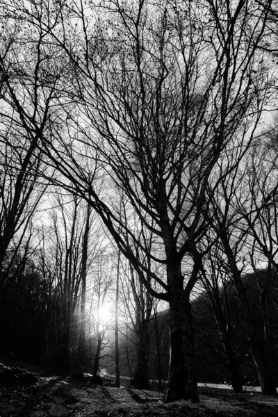Лес Монте Кукко Закате Низкой Фильтрации Солнца Через Дерево — стоковое фото