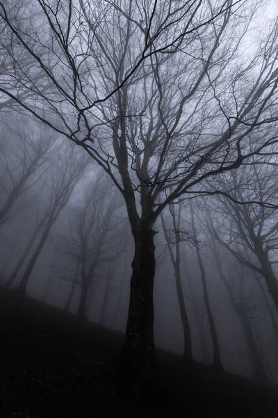 Деревья Посреди Тумана — стоковое фото