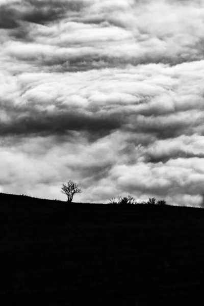 Jakaś Drzewna Sylwetka Nad Morzem Mgły — Zdjęcie stockowe