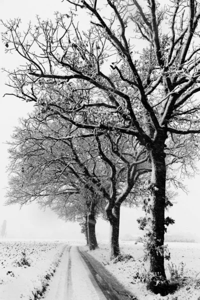 Drzewa Pokryte Śniegiem Poboczu Drogi — Zdjęcie stockowe