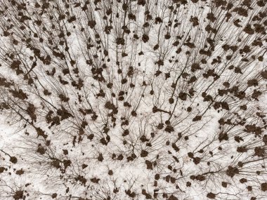 Top-down view of a winter forest. No people.