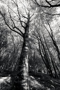 Monte Cucco fagus forest in autumn .