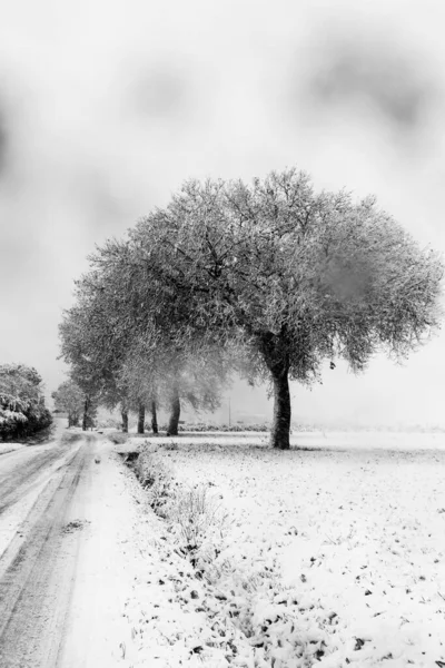 Trees Covered Snow Sides Road —  Fotos de Stock