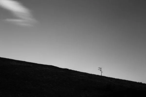 Visão Minimalista Longa Exposição Uma Árvore Distante Contra Céu Quase — Fotografia de Stock
