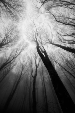 Sisin ortasında ağaçlar.