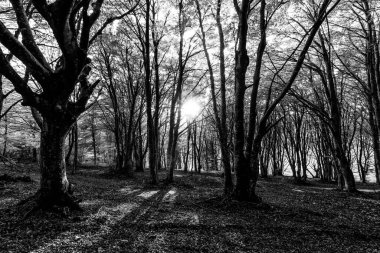 Gün batımında ağaçların arasından süzülen alçak güneşli Monte Cucco Ormanı.