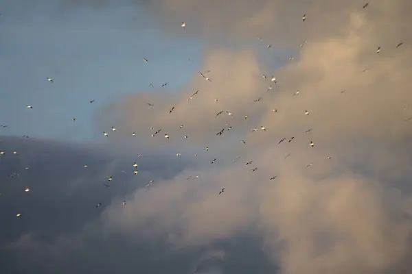 Rebanho Pássaros Contra Nuvens Céu — Fotografia de Stock