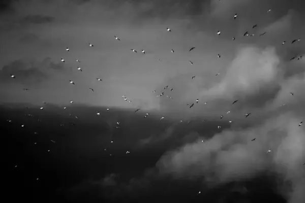 Ένα Σμήνος Πουλιών Ενάντια Στα Σύννεφα Και Τον Ουρανό — Φωτογραφία Αρχείου