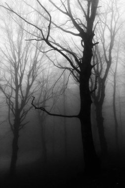 Sisin ortasında ağaçlar.