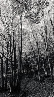 Sonbaharda Canfaito ibne ormanı.