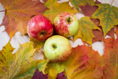 Taze elmalar. Üç lezzetli, taze elma renkli yaprakların üzerinde yatıyor..