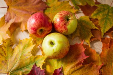 Taze elmalar. Üç lezzetli, taze elma renkli yaprakların üzerinde yatıyor..