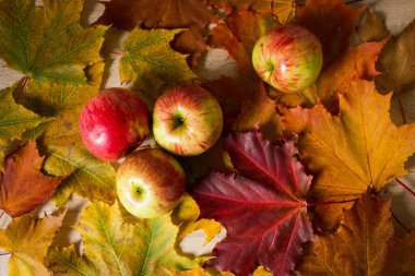 Taze elmalar. dört lezzetli, taze elma renkli yaprakların üzerinde yatıyor..