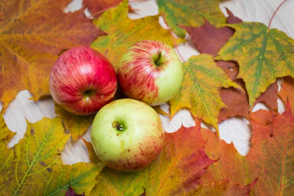 Świeże Jabłka Trzy Pyszne Świeże Jabłka Leżące Kolorowych Liściach — Zdjęcie stockowe