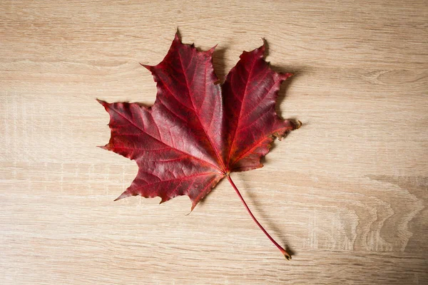 Red Maple Leave Table — Stock Photo, Image