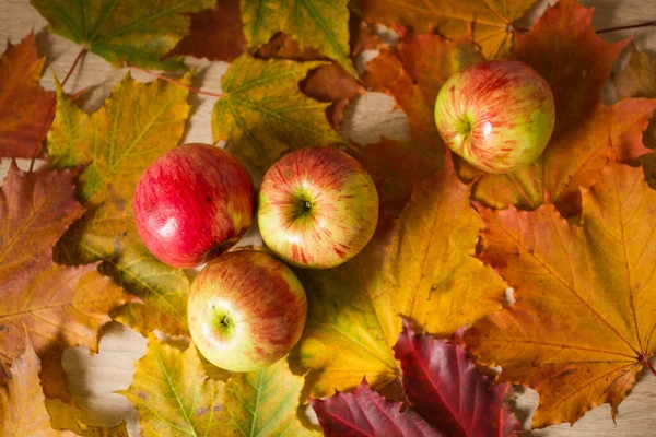 Świeże Jabłka Cztery Pyszne Świeże Jabłka Leżące Kolorowych Liściach — Zdjęcie stockowe